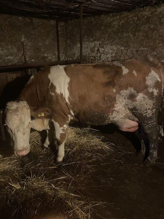 Juninca cu vitel fatata de 2 saptamani