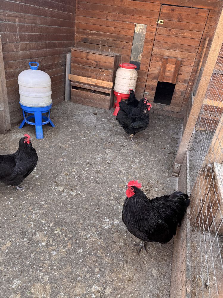 Vand Gaini si Cocos rasa Australorp negru de oua