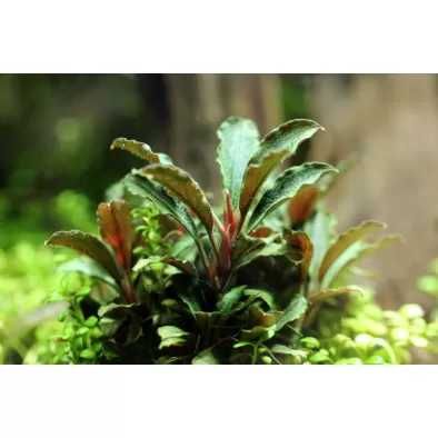 Аквариумни растения