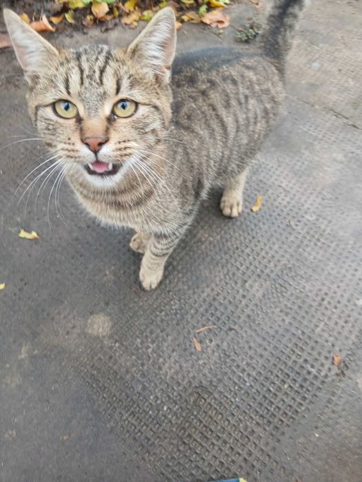 Donez pisica gri Oradea