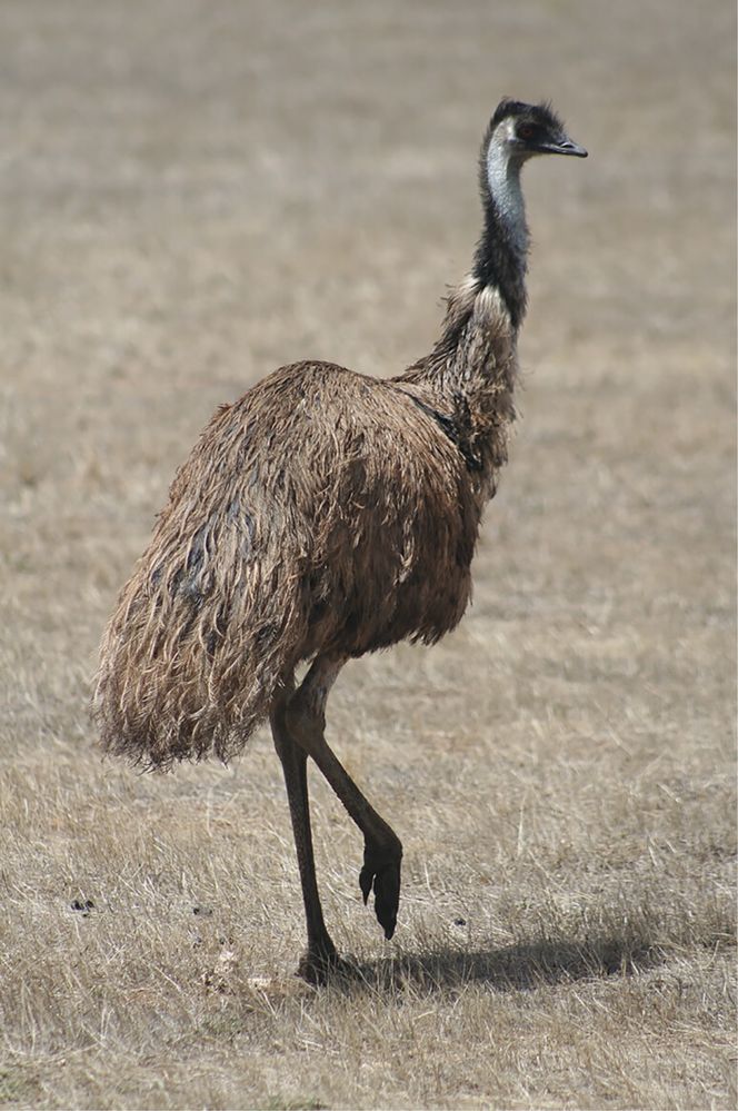 Emu adult - pasare