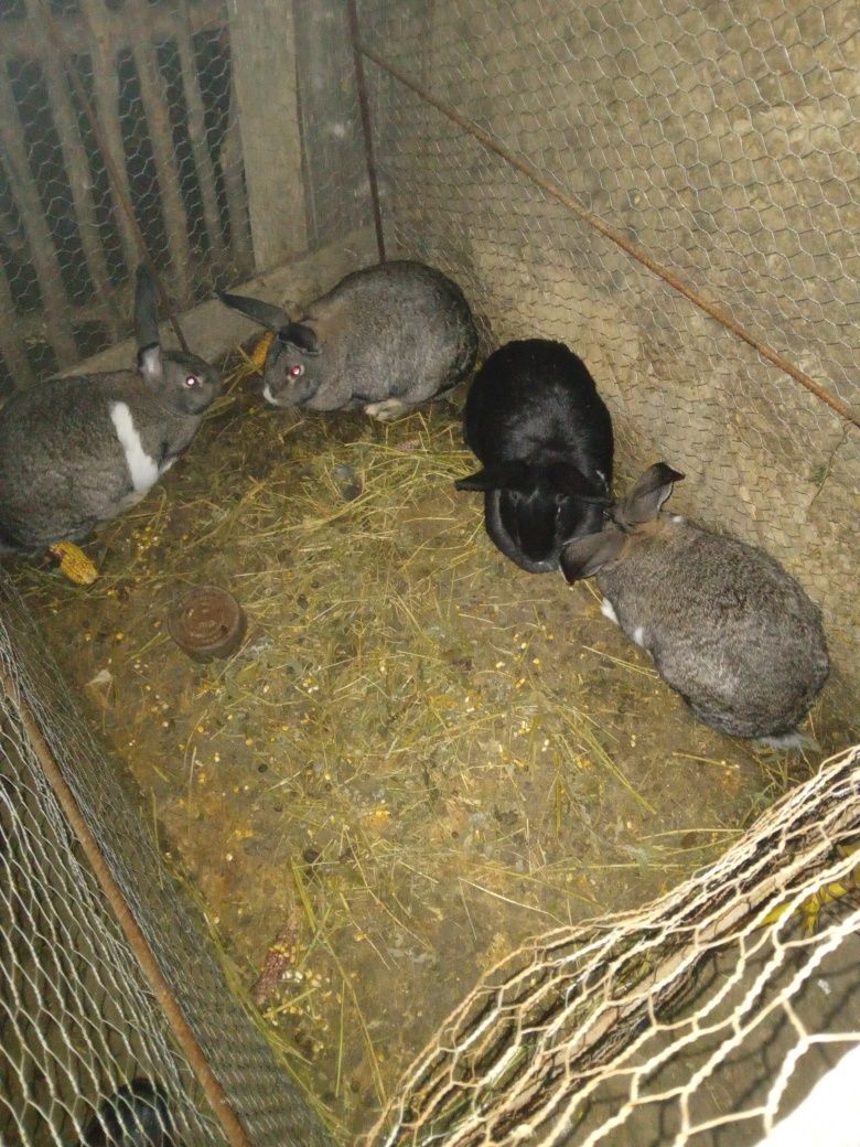 Vând iepuri de tăiat și de sămânță