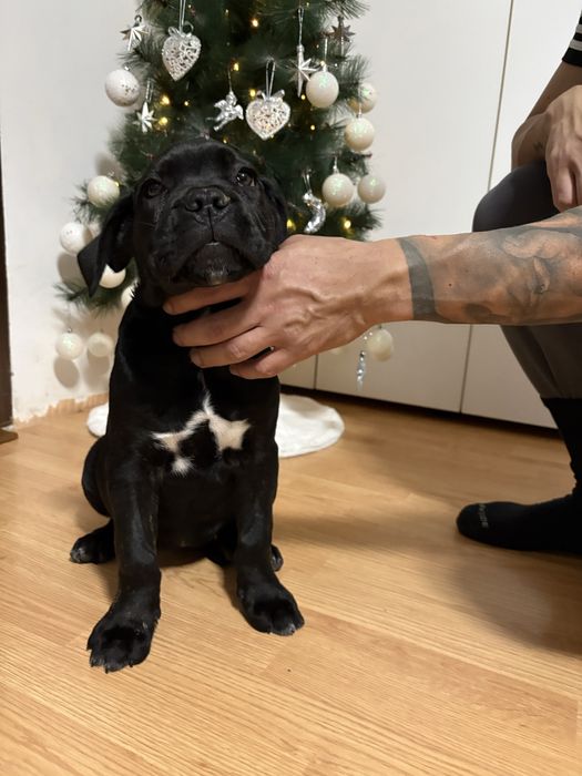 Pedigree A++:BRUNO x GRETA Red Dogs Champions