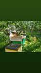 Stupi cu albine, familii de albine și miere naturală de vânzare