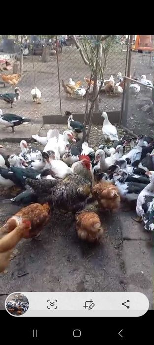 Rate lesesti de vanzare