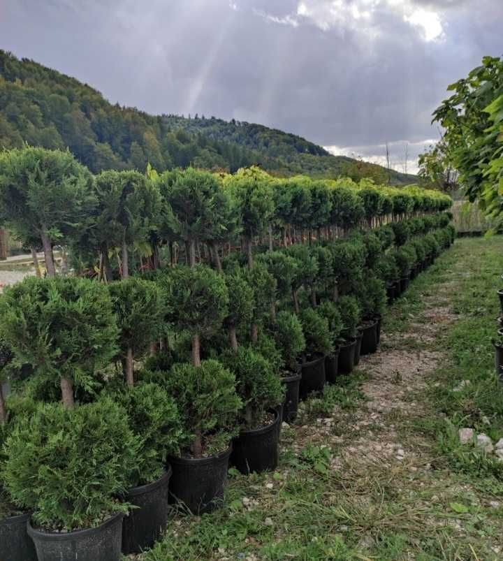 Plante Ornamentale Oriunde In Tara Calitate extra