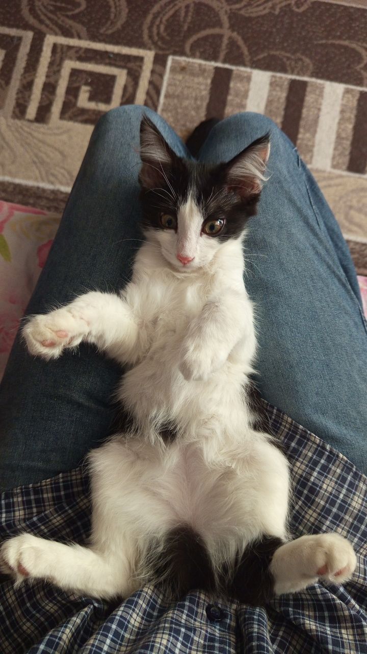 Кошка  бесплатно отдам