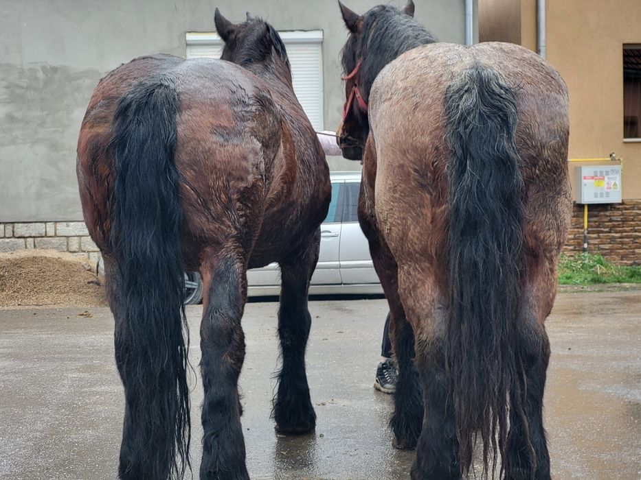 Iapa si cal de vanzare pereche