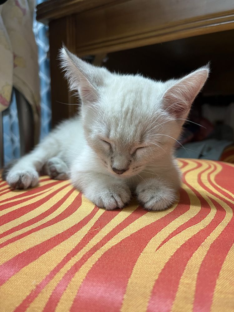 Раздаем котят с приданным