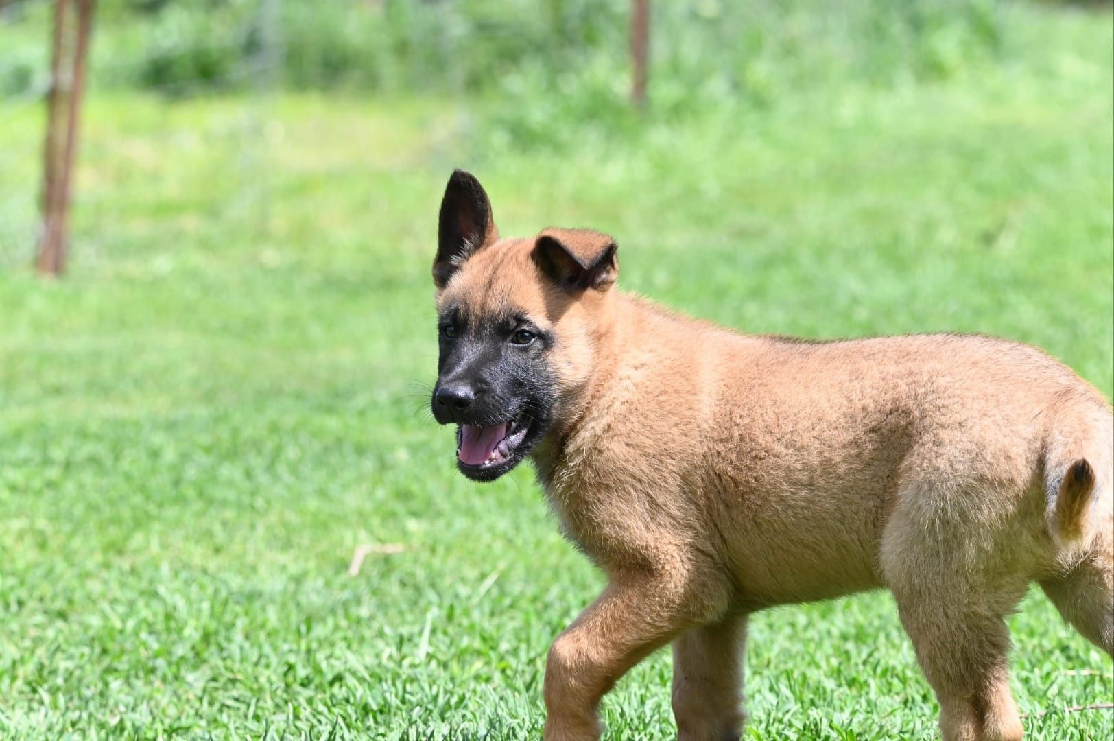 Ciobanesc belgian malinois