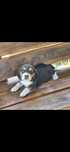 Cățelus Beagle tricolor