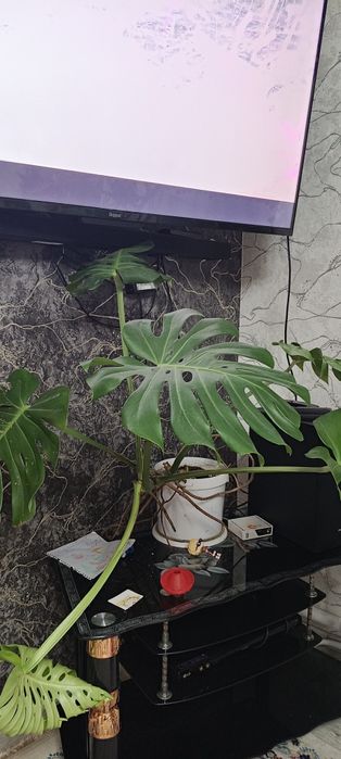 Монстера комнатное растения