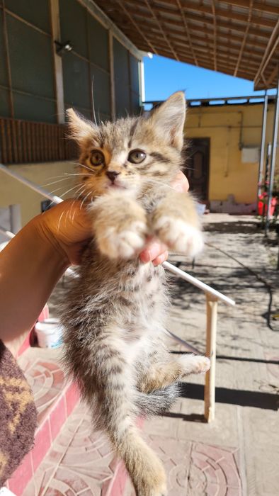 Бесплатно. Катты суйкимли ойыншыл кыз пышык