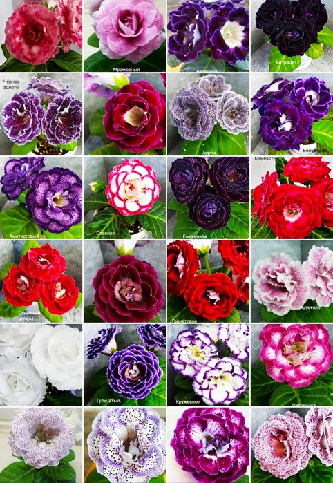 Проросшие клубешки глоксиний.