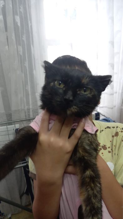 Кошка в поисках дома (стерилизованная)