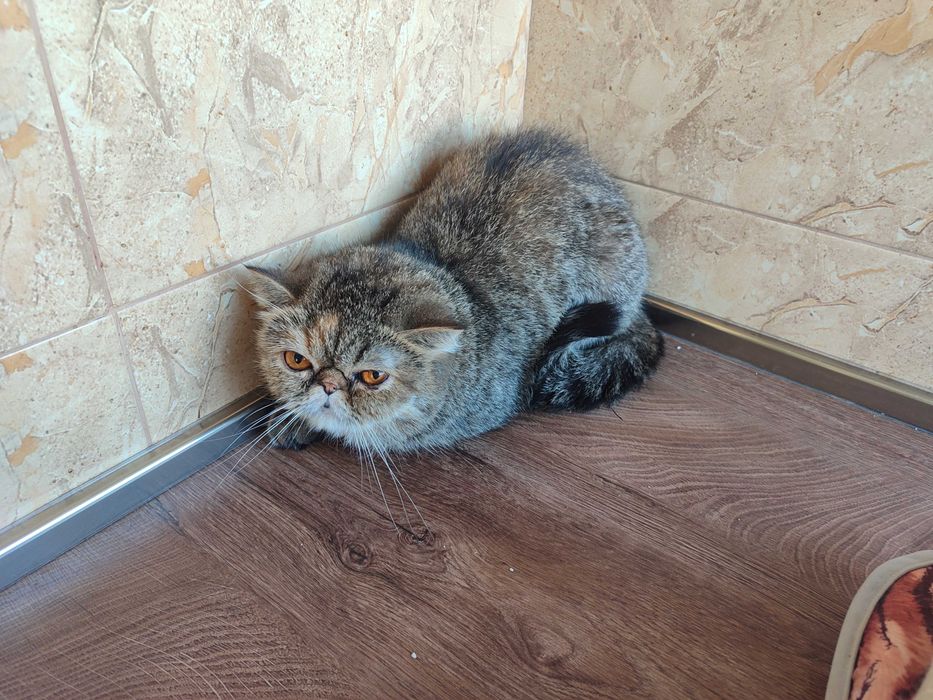 Женски екзотични котки на 4 години,2 години и 45 дни.