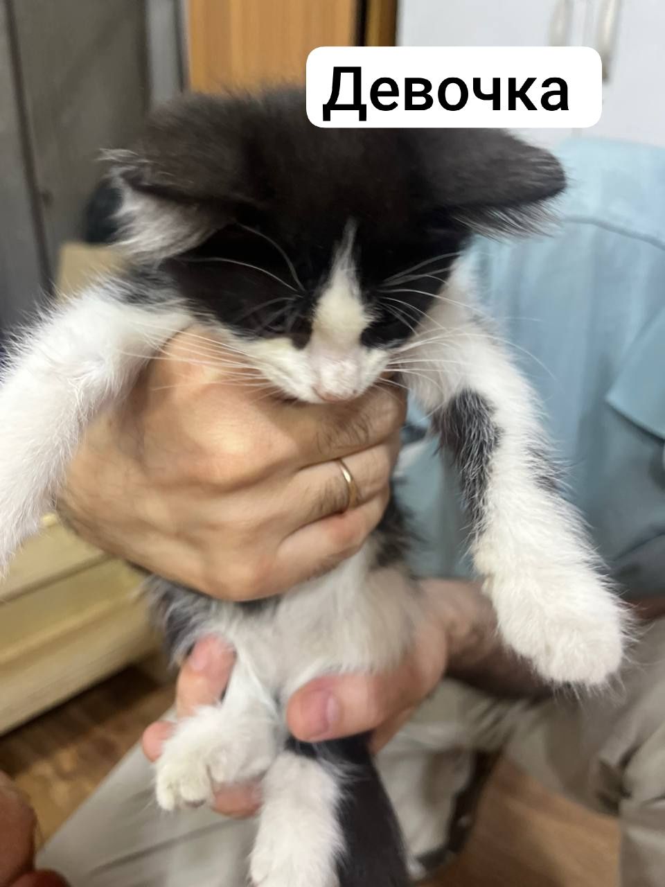 Отдаются умные и ласковые котята в добрые руки