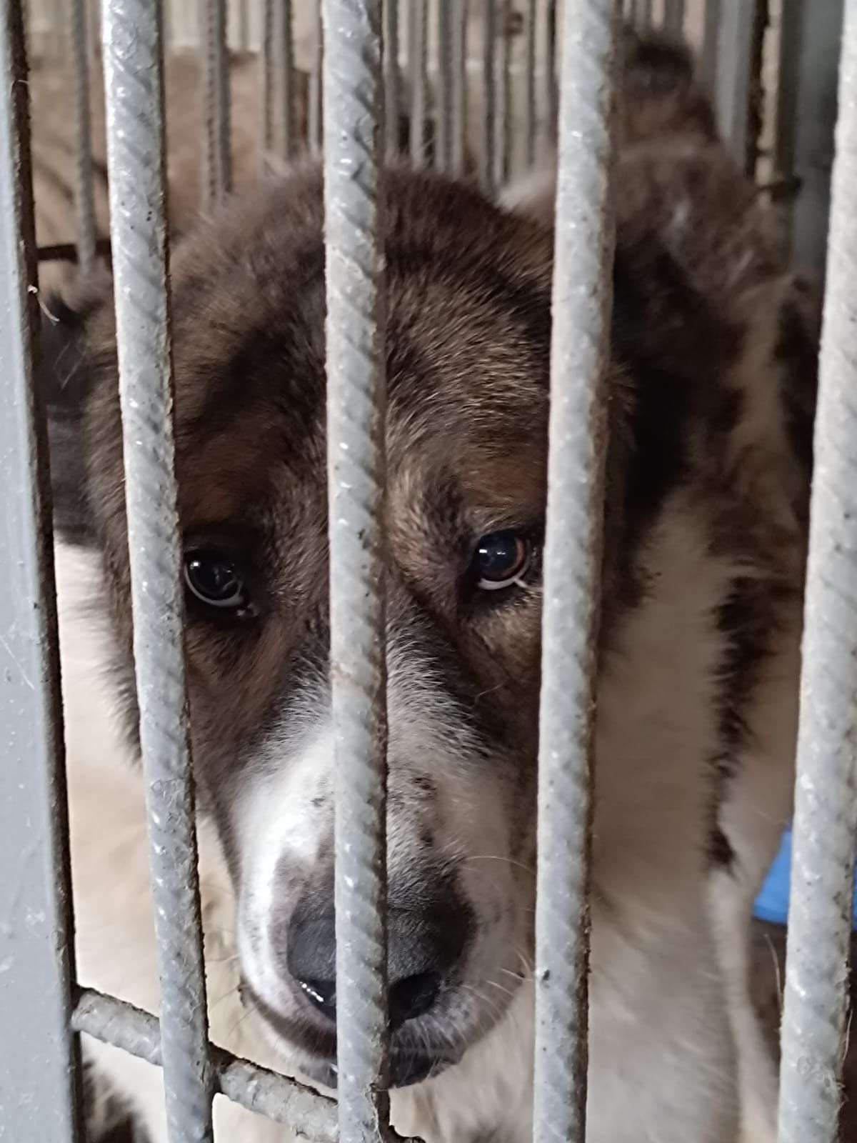 Люди пОмоГиТе наЙти старых и болееответственых новых хозяев
