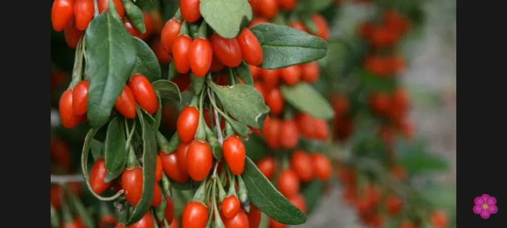 Ягоды годжи, саженцы и кустарники