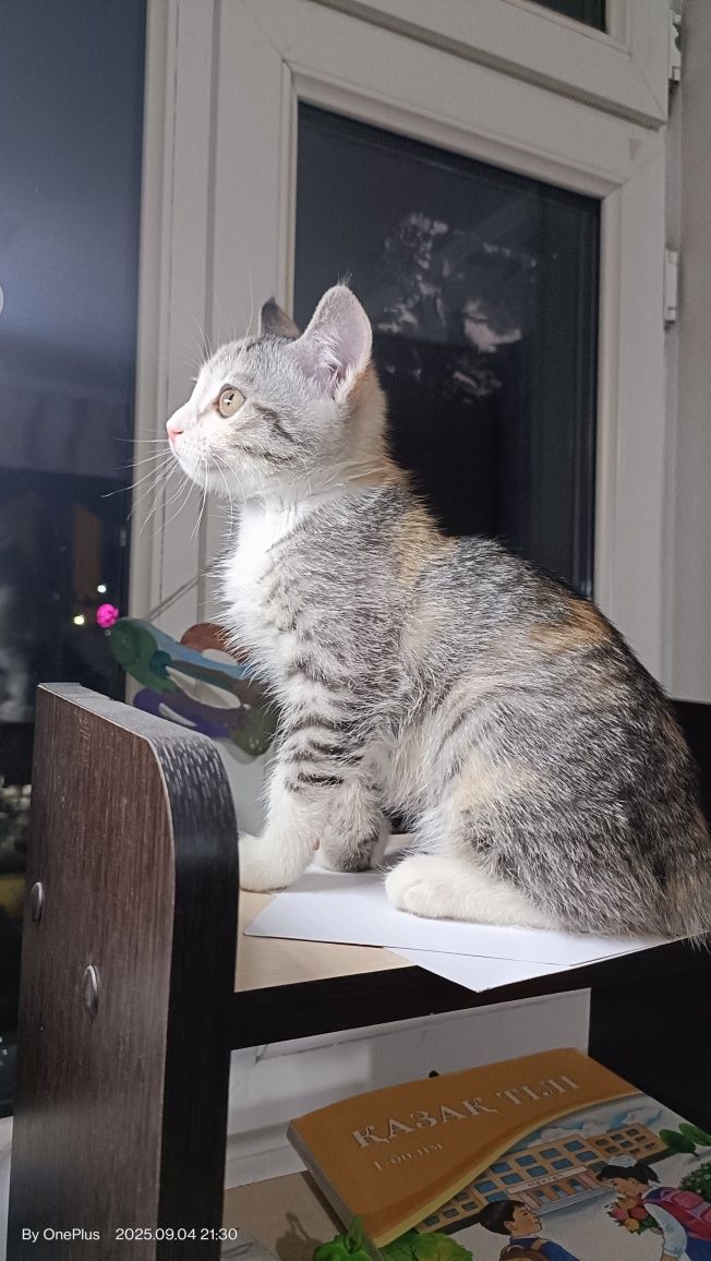 Кошка в добрые руки