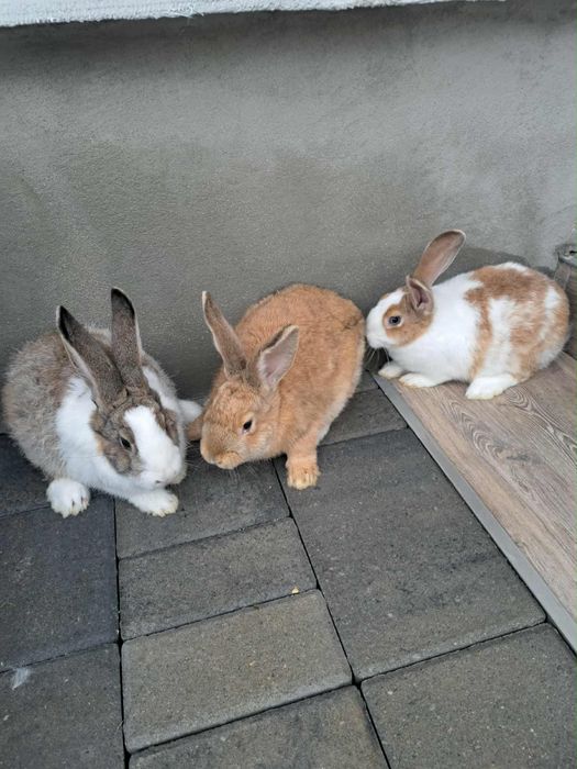 Vand 3 iepuroi hycole