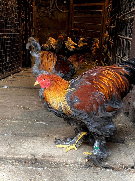 Brahma de vânzare