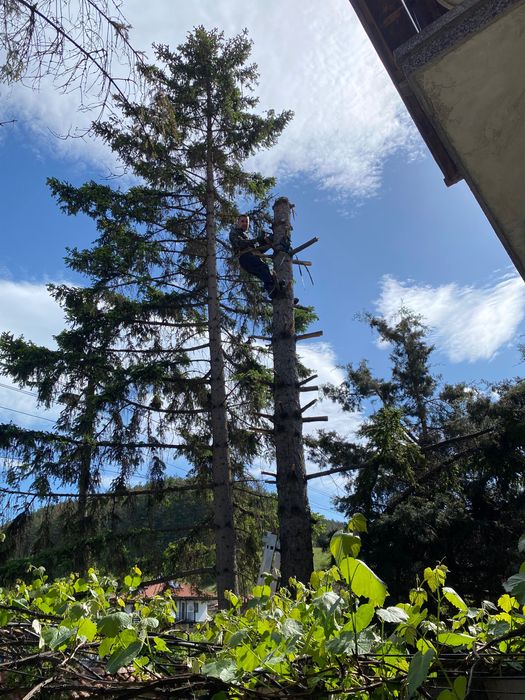 Реже ,кастри опасни дървета !!!