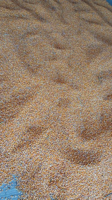 Vând Porumb loc Vestem