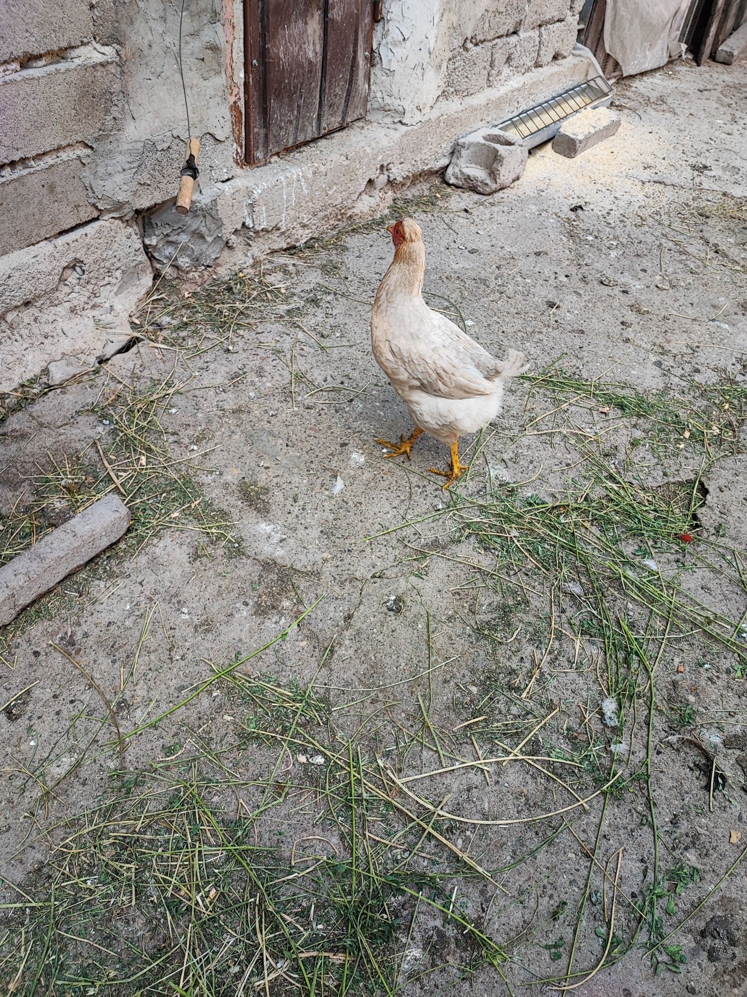 Cocos moțat bărbos+ găină moțată bărboasă+puica moțată oua verzi