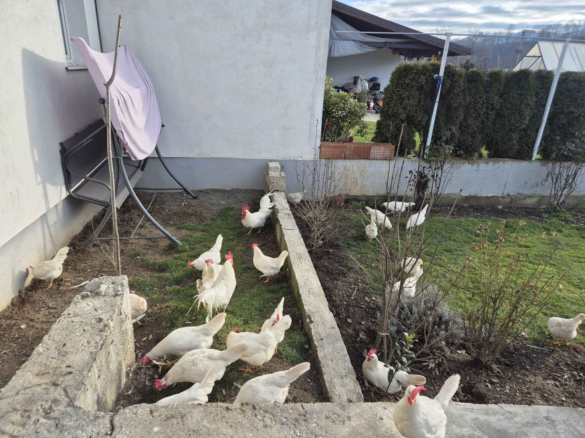 Oua de la gaini italiene si leghorn alb pt incubat.