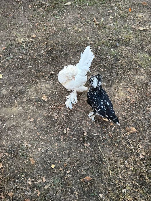 Пара султанка молодой