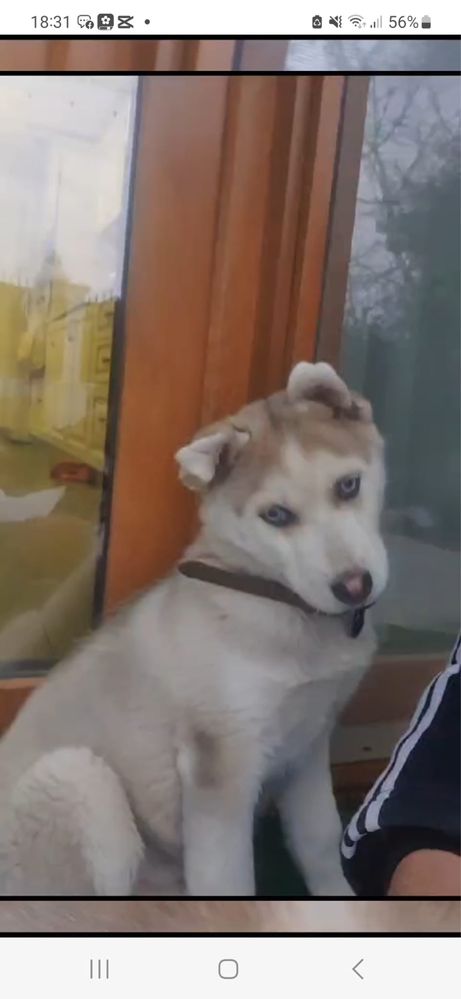 Vand caine husky siberian toate vaccinurile si deparazitarile culoare