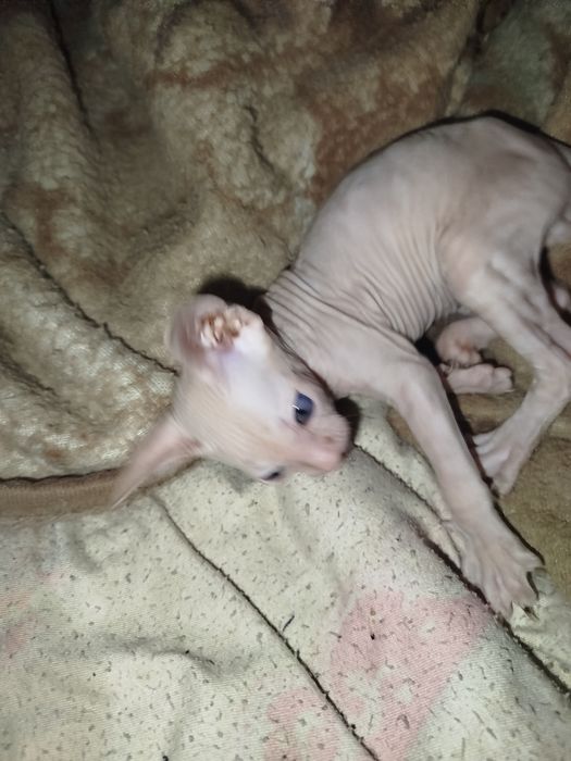 Продаю катёнка сфинкса