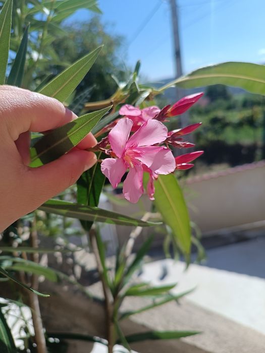 Oleandri mari 1.50–1.80 m — roz / crem / alb / grena / roșu