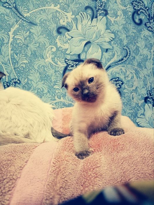 Сиамский пишик киз