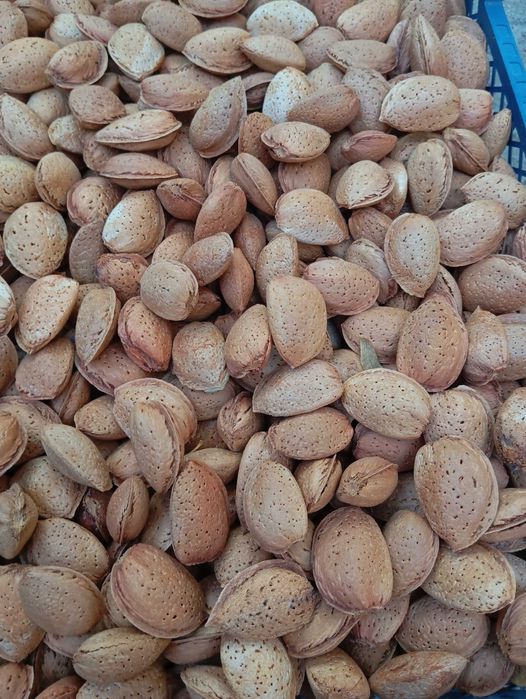 Продавам бадеми с черупка - 8 лв./ кг.