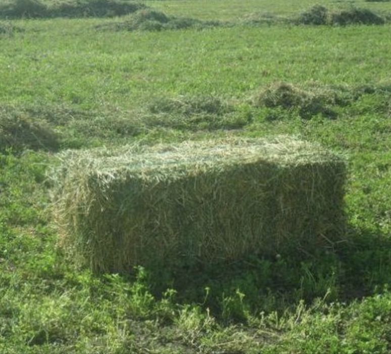 Продам люцерно есть доставка