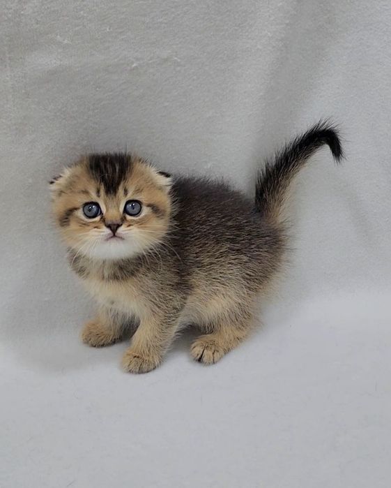 Девочка скотиш фолд