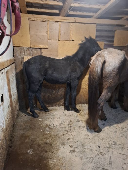 Продавам мъжко конче на 9 месеца