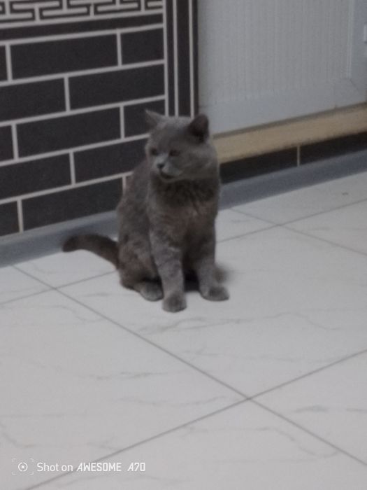 Asalomu aleykum mushuk sotiladi