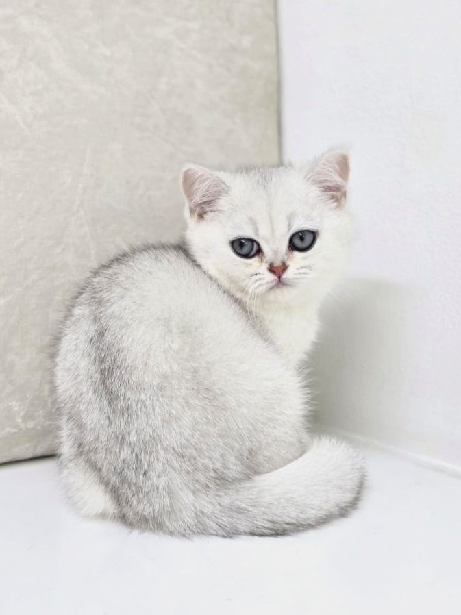 Котики и кошечки британские