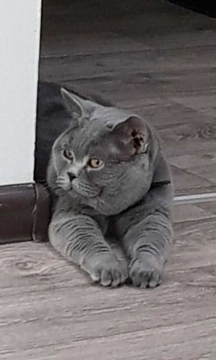 Взка британского опытного кота, с родословной, привит!