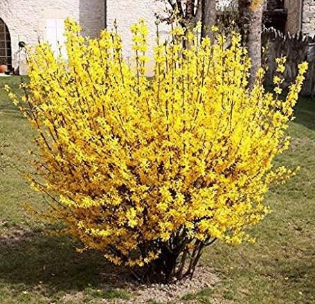 Ploaia de aur „Forsythia La Ghiveci