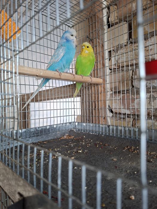 4 пара таёр андуфка спингиллар сотилади