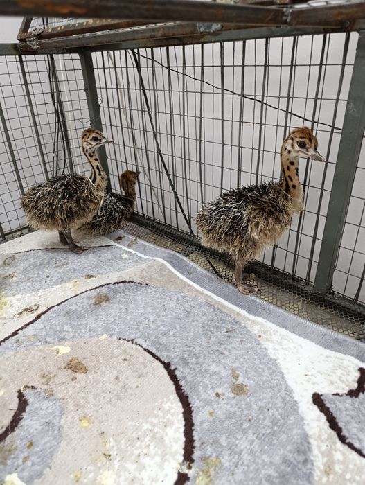 Страусята. Читаем объявление!