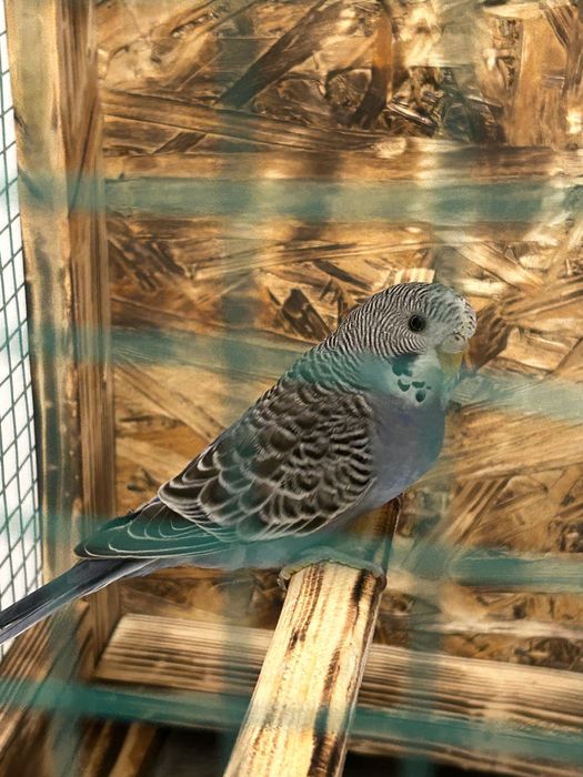 Vând papagal femela