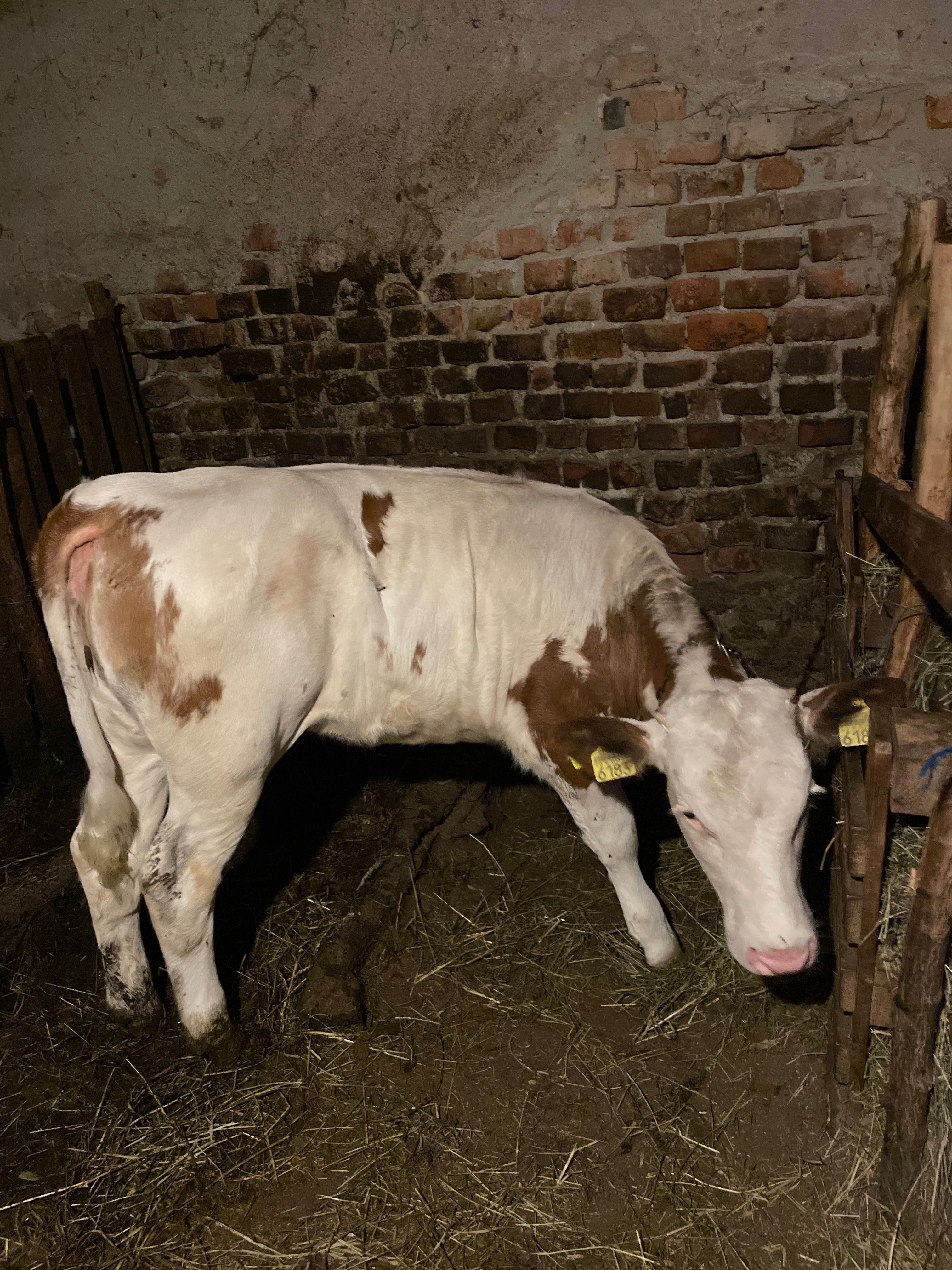 Vițeaua de 4 luni