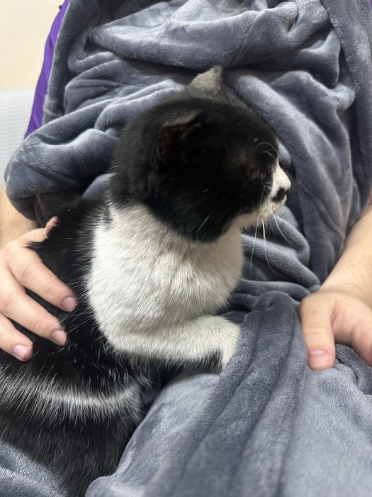 Кашечка ищет дом