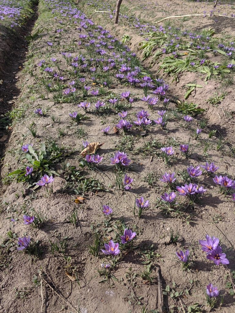 Sofran uscat / bulbi crocus-sativus