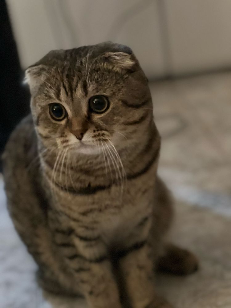 Предлагам мъжки котарак